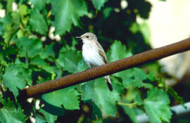 Picamosques ("Muscicapa striata")