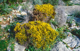 Gatosa ("Genista scorpius")
