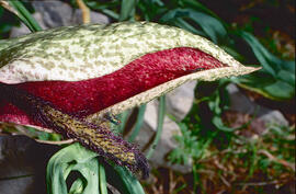 Orella de porc ("Helicodiceros muscivorus")")