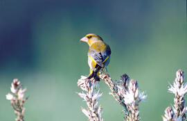 Verderol ("Chloris chloris")