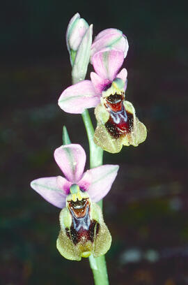 Mosca vermella ("Ophrys tenthredinifera")