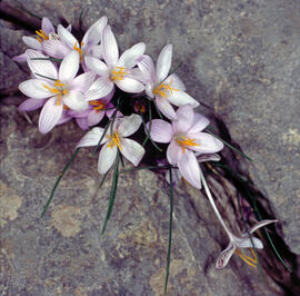 Safrà bord ("Crocus cambessedesii")