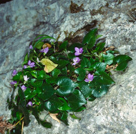 Viola d'olor ("Viola odorata")