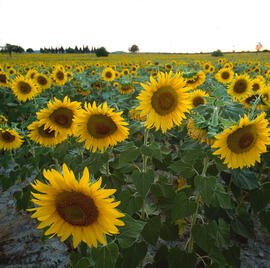Girasol ("Helianthus annuus")