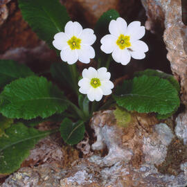 Primavera blanca ("Primula acaulis")