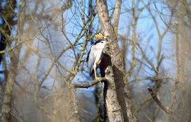 Orval ("Nycticorax nictycorax")