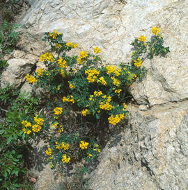 Botgeta alpestre ("Alyssum alpestre")