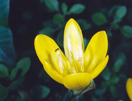 Narcís de tardor ("Sternbergia lutea")