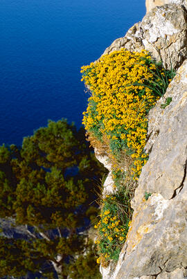 Gatosa ("Genista scorpius")