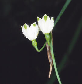 Assa ("Leucojum aestivum")