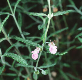 Escordi ("Teucrium scordium")