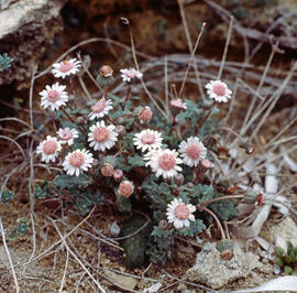 "Anthemis plutonia"