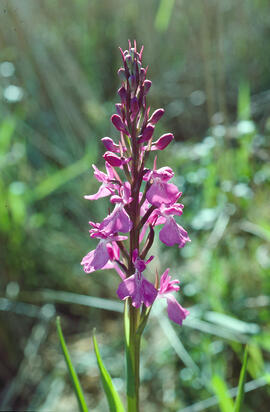Botons de gos ("Anacamptis palustris")