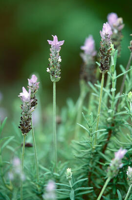 Espígol ("Lavandula stoechas")