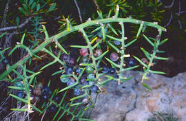 Ginebró, càdec ("Juniperus oxycedrus")