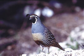 Colí de Califòrnia ("Callipepla caifornica")
