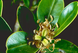 Boix comú ("Buxus sempervirens")