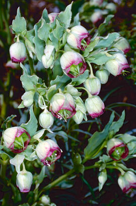 Marxívol ("Helleborus foetidus")