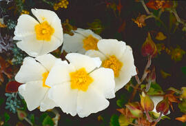 Estepa llimonenca ("Cistus monspeliensis")