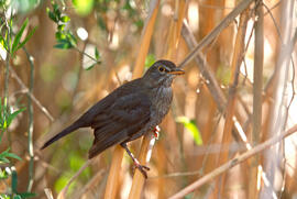 Merla comuna ("Turdus merula")