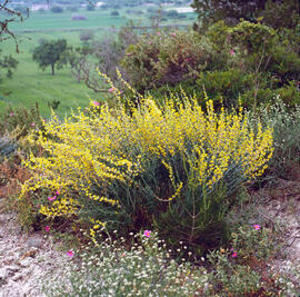 Botja de cuques ("Anthyllis cytisoides")
