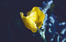 Rosella ("Papaver dubium")
