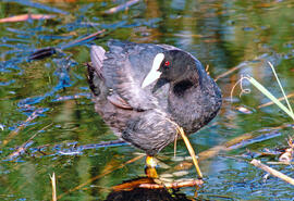 Fotja ("Fulica atra")