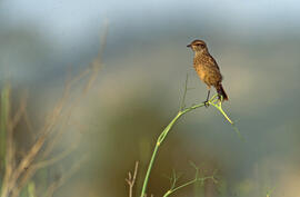 Vitrac jove ("Saxicola torquatus")