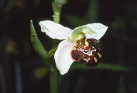 Orquídia abella ("Ophrys apifera")