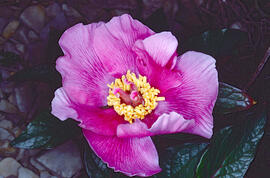 Peònia ("Paeonia mascula")