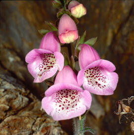 Dedalera ("Digitalis purpurea")