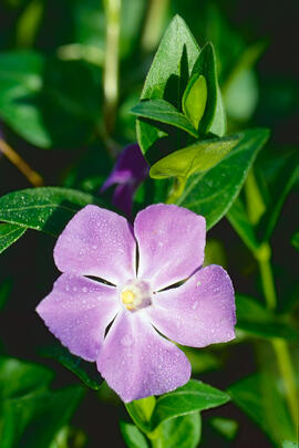 "Vinca major"