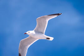 Gavina roja ("Larus audouinii")