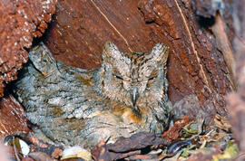 Mussol jove ("Otus scops")