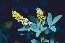 Trèvol d'olor ("Melilotus indicus")
