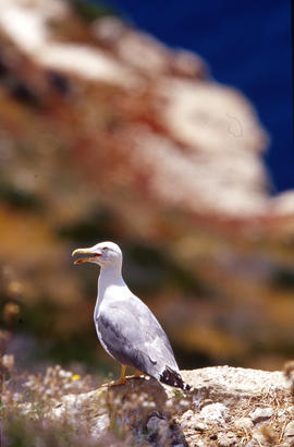 Gavina ("Larus michahellis")
