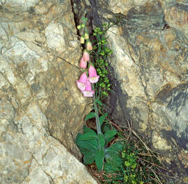 Dedalera ("Digitalis purpurea")