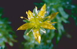 Crespinell gros ("Sedum sediforme")