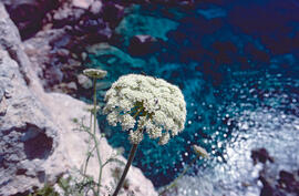Fonollassa ("Daucus carota")