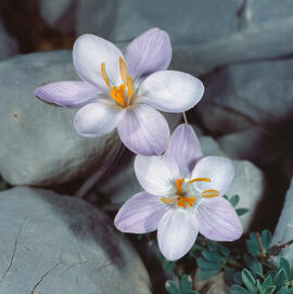 "Crocus biflorus"