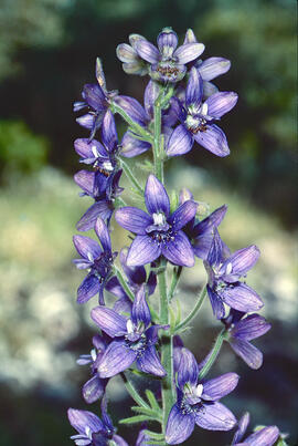 Caparra ("Delphinium")