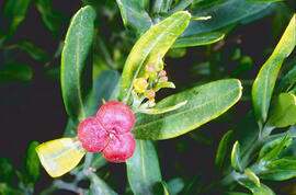 Boixerol ("Cneorum")