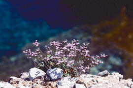 "Limonium virgatum"