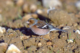 Pinsà ("Fringilla colebs")