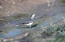 Xàtxero blanc ("Motacilla alba")