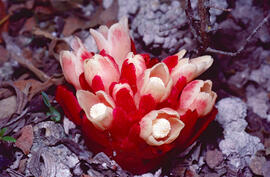 ("Cytinus ruber")