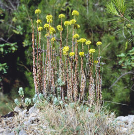 "Sedum forsterianum"