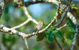 Picamosques ("Muscicapa striata")