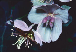 Palònia blanca ("Helleborus lividus")