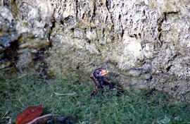 Gallineta d'aigua ("Gallinula chloropus")